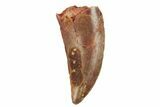 Serrated, Raptor Tooth - Real Dinosaur Tooth #228798-1